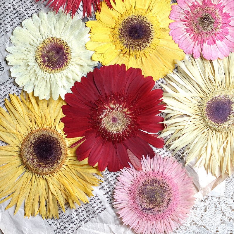 Dried Flower Bouquet - 1 pièces/7-9 cm, fleurs séchées de
