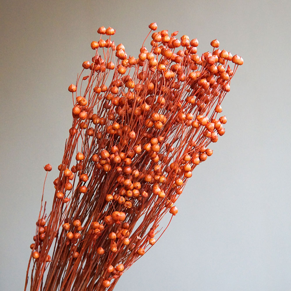 Ormosia Hosiei – vraies fleurs - Dried Flower Bouquet avis et prix