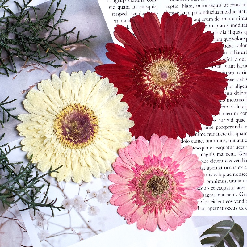 1 pièces/7-9 cm, fleurs séchée - Dried Flower Bouquet avis et prix