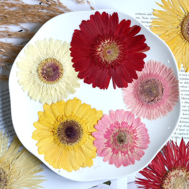 1 pièces/7-9 cm, fleurs séchée - Dried Flower Bouquet avis et prix