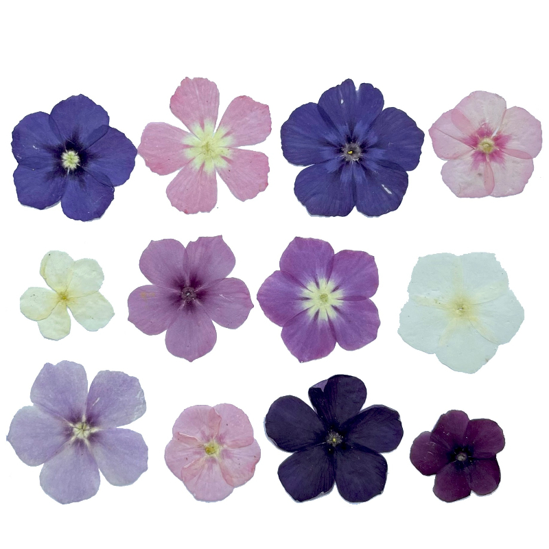 12 pièces, fleurs séchées pres - Dried Flower Bouquet avis et prix