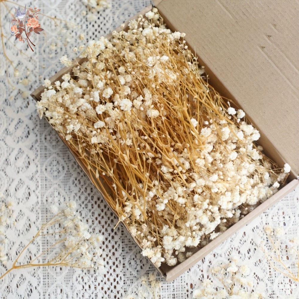 100 mini-fleurs séchées de gyp - Dried Flower Bouquet avis et prix